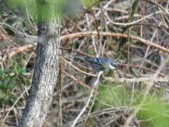 Setophaga coronata coronata