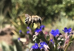 Anthophora urbana