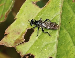 Laphria canis