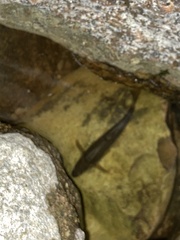 Rhinichthys cataractae