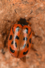 Chrysomela