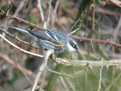Setophaga coronata coronata