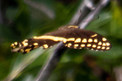 Papilio palamedes