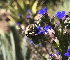Anthophora urbana