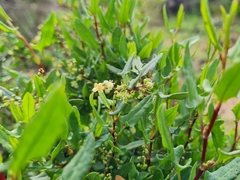 Muehlenbeckia hastulata
