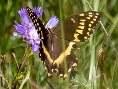 Papilio palamedes