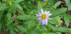 Aster indicus