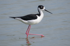 Himantopus mexicanus