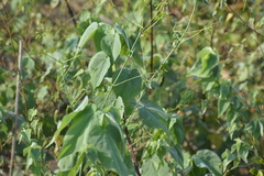 Abutilon trisulcatum