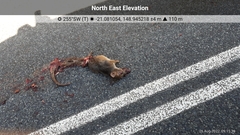 Thylogale stigmatica