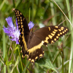 Papilio palamedes