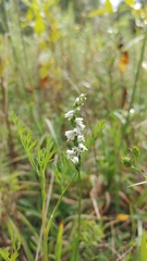 Spiranthes
