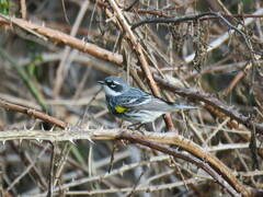 Setophaga coronata coronata