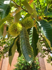 Castanea mollissima