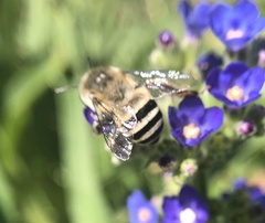 Anthophora urbana