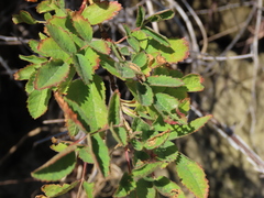 Rosa californica