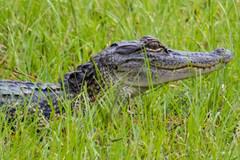Alligator mississippiensis