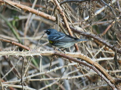 Setophaga coronata coronata