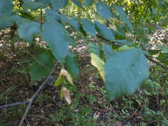 Carpinus caroliniana