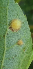 Caryomyia