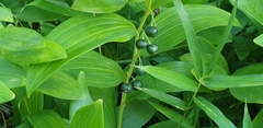 Polygonatum odoratum