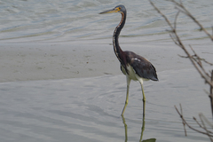 Egretta tricolor