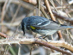 Setophaga coronata coronata