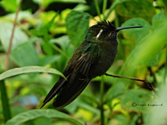 Lampornis amethystinus