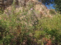 Rosa californica