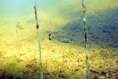 Micropterus dolomieu