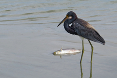 Egretta tricolor