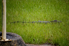 Alligator mississippiensis
