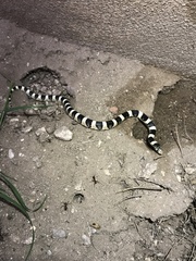 Rhinocheilus lecontei