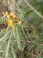 Sophora