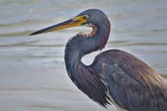 Egretta tricolor