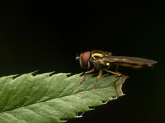 Melanostoma mellinum