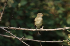 Empidonax