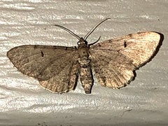 Eupithecia absinthiata