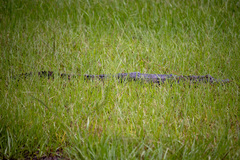 Alligator mississippiensis