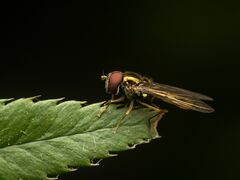 Melanostoma mellinum