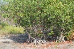Laguncularia racemosa