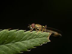 Melanostoma mellinum