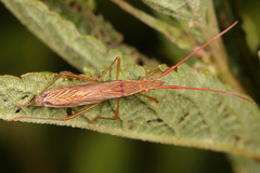 Protenor belfragei