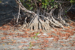 Laguncularia racemosa