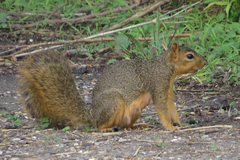 Sciurus niger limitis