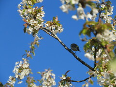 Setophaga coronata coronata