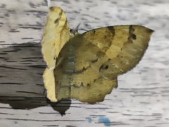 Erastria decrepitaria