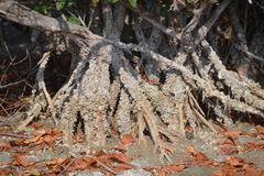 Laguncularia racemosa