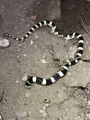 Rhinocheilus lecontei