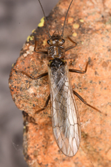 Plecoptera